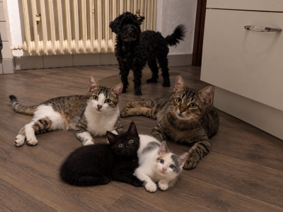 von oben nach unten von Links nach rechts Lola, Ella, Brutus, Baghira und Luna