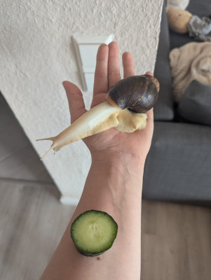eine der drei Achatschnecken